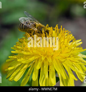 Photo gros plan de fleur de pissenlit avec Bee pollen format carré, de récolte Banque D'Images