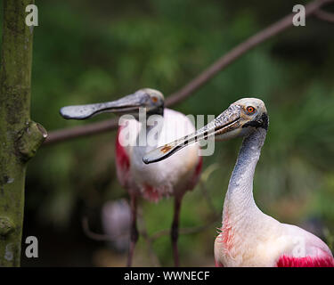 Roseate Spoonbill couple d'oiseaux en profitant de la cour et de l'environnement environnant. Banque D'Images