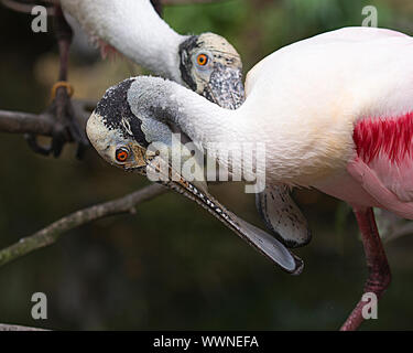 Roseate Spoonbill couple d'oiseaux à proximité en profitant de son environnement et de l'environnement. Banque D'Images