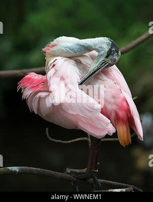 Roseate Spoonbill oiseau perché sur une branche et le nettoyage de ses ailes profiter de ses environs et de l'environnement. Banque D'Images