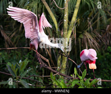 Roseate Spoonbill couple d'oiseaux dans la parade nuptiale se perchent sur profiter de ses branches et de l'environnement environnant. Banque D'Images