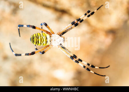 Spider Argiope bruennichi (WASP) Banque D'Images