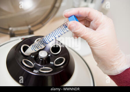 Mettre l'échantillon en centrifugeuse embryologiste in laboratory Banque D'Images