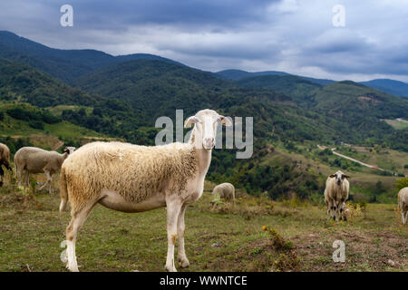 Moutons dans les prés et sur la montagne. Les moutons looking at camera Banque D'Images