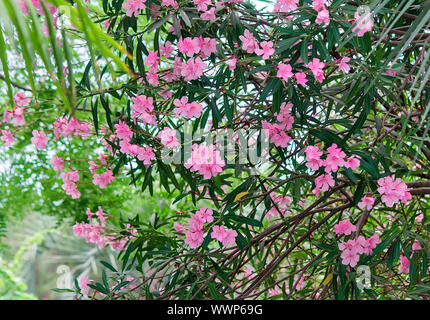 Belle floraison rose Bush oleander , éclairé par le soleil. Banque D'Images