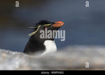 Rockhopper Penguin Banque D'Images