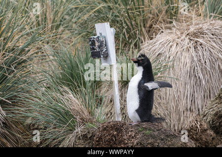 Rockhopper Penguin posant devant la caméra trail Banque D'Images