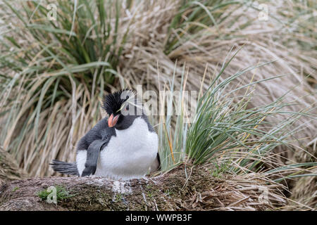 Rockhopper Penguin sur nest Banque D'Images