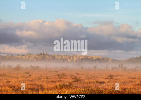 Haze matin dans la prairie Banque D'Images