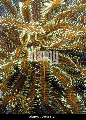 Touffue variable feather star Banque D'Images