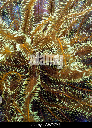 Touffue variable feather star Banque D'Images