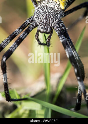 Spider Argiope appensa (banane) Banque D'Images