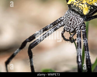 Spider Argiope appensa (banane) Banque D'Images