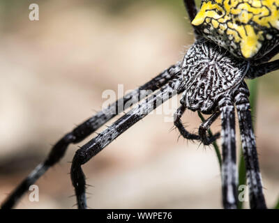 Spider Argiope appensa (banane) Banque D'Images