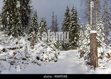 Sentier de randonnée autour du Parc National d'hiver de Oderteich Harz Banque D'Images