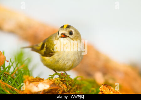 Goldcrest sur un fond blanc sur une branche Banque D'Images