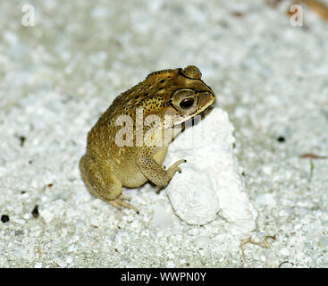 Golden Tree Frog ou Hyla debout près de pierre dans l'environnement naturel Banque D'Images