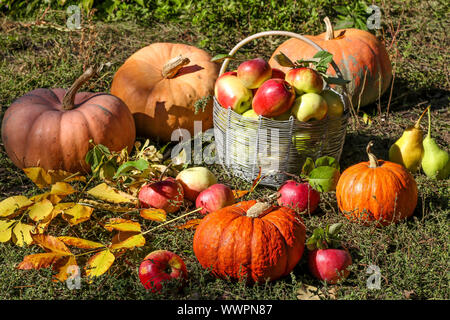 Composition d'automne avec les citrouilles et panier de pommes dans le jardin sur l'herbe, l'orientation horizontale Banque D'Images