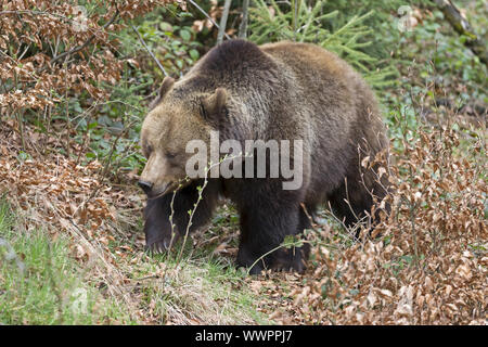 Braunbaer, Ours brun, Banque D'Images