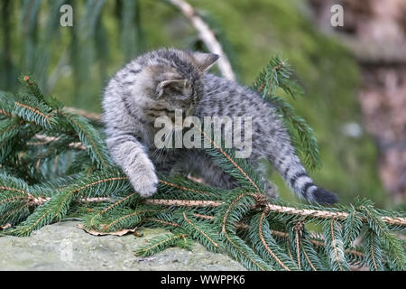 Wildcat, Chat sauvage commun Banque D'Images