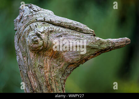 Pièce en forme d'un bien old weathered racine d'arbre qui ressemble au portrait d'une autruche, véritable art naturel Banque D'Images
