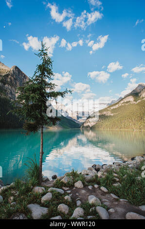 Arbre à feuilles persistantes sur les rives du lac Louise à Banff, Alberta, Canada. Banque D'Images