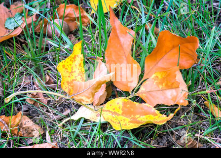 Feuilles de chêne jaune tombé sur un fond d'herbe sur le terrain. Banque D'Images