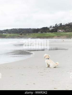 Chien seul sur une plage de Carmel, en Californie, à regarder les vagues Banque D'Images