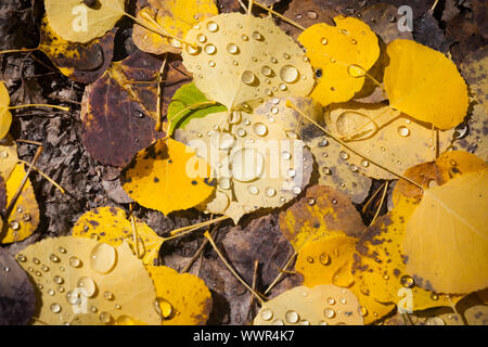 Tombée de peuplier faux-tremble (Populus tremuloides) feuilles avec des gouttes de rosée à Vail Mountain Resort, Colorado. Banque D'Images