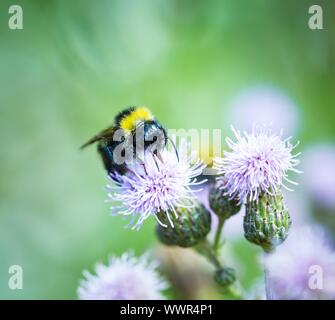 Bourdon sur fleur de chardon. Belle macro. Banque D'Images