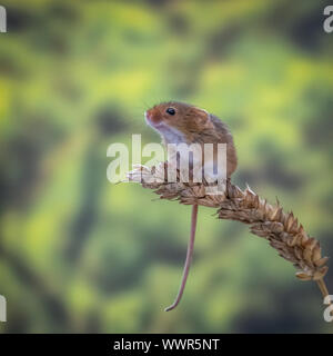 Micromys minutus (Souris) assis sur le dessus de l'épi de blé Banque D'Images