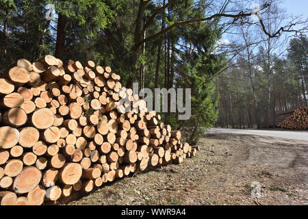 Grumes en bois. L'exploitation du bois en forêt d'automne. Grumes de pin fraîchement coupé Banque D'Images