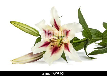 Lily fleurs, lat. Lilium hybride Oriental, isolé sur fond blanc Banque D'Images