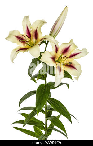 Lily fleurs, lat. Lilium hybride Oriental, isolé sur fond blanc Banque D'Images