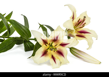 Lily fleurs, lat. Lilium hybride Oriental, isolé sur fond blanc Banque D'Images