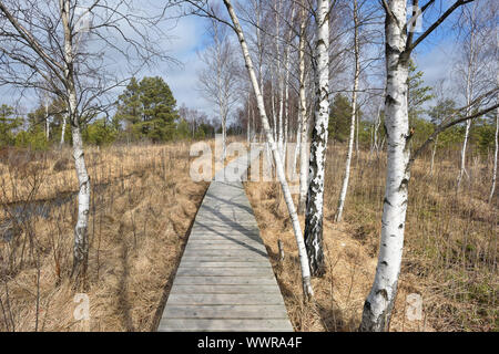 Bog au nord de l'Europe. Éléments nutritifs faible bog est principalement d'arbres rabougris et de la mousse. Banque D'Images