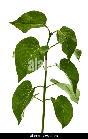 Vert feuilles de lilas, Syringa vulgaris, isolé sur fond blanc Banque D'Images