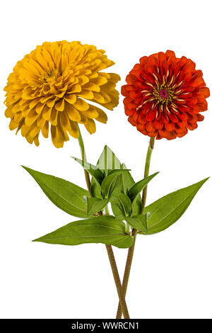 Fleurs de zinnia (Lat. Zinnia), isolé sur fond blanc Banque D'Images