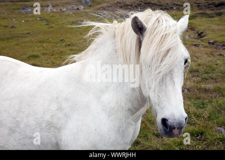 Islandic Horse, cheval islandais, Islande pony (Equus przewalskii f. caballus), portrait, Islande Banque D'Images