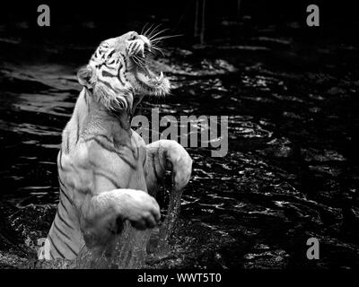 Photo noir et blanc d'un tigre blanc dans l'eau Banque D'Images