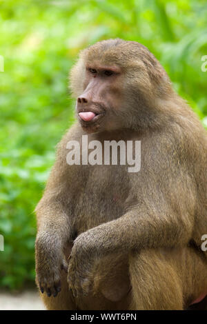 Portrait d'un Hamadryas baboon dans la nature Banque D'Images