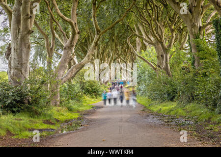 Une longue exposition de la Dark Hedges, Ballymoney, Irlande du Nord Banque D'Images