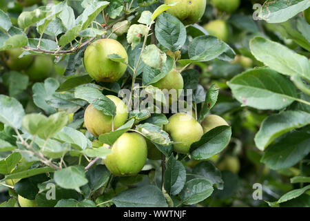 Belle de Boskoop pomme, variété ancienne, l'Allemagne, Europe ; Banque D'Images