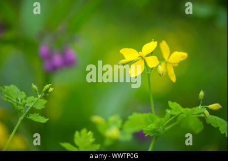 Fleur sauvage jaune Tormentille Banque D'Images