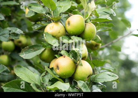 Belle de Boskoop pomme, variété ancienne, l'Allemagne, Europe ; Banque D'Images