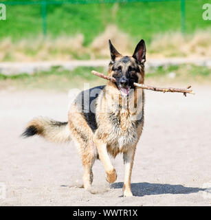 Vie active et berger allemand de l'extraction stick on beach Banque D'Images