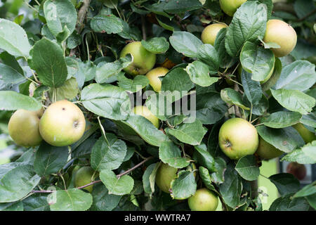 Belle de Boskoop pomme, variété ancienne, l'Allemagne, Europe ; Banque D'Images