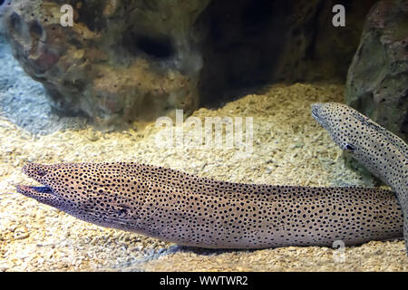 Poissons d'eau salée la murène dans l'aquarium. Banque D'Images
