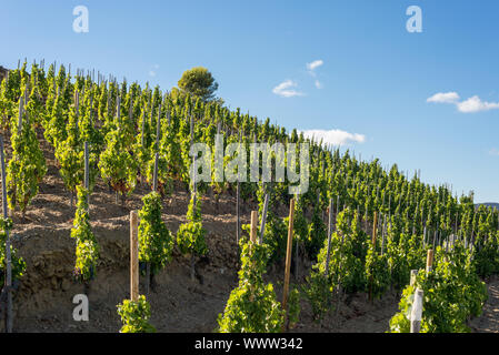 Vignobles et vigne dans les collines de la comté de Montsant, Espagne Banque D'Images