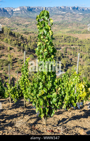 Vignobles et vigne dans les collines de la comté de Montsant, Espagne Banque D'Images